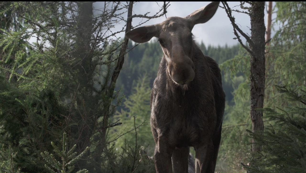 AMOOSED: Лосина одисея — Kino Světozor, Прага